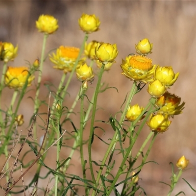 Xerochrysum viscosum (Sticky Everlasting) at Wodonga, VIC - 4 Oct 2024 by KylieWaldon