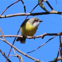 Gerygone olivacea (White-throated Gerygone) at Wodonga, VIC - 4 Oct 2024 by KylieWaldon