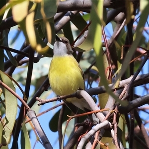 Gerygone olivacea at Wodonga, VIC - 5 Oct 2024