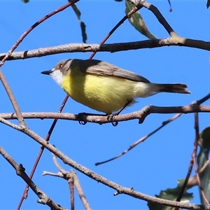 Gerygone olivacea at Wodonga, VIC - 5 Oct 2024 08:30 AM