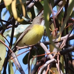 Gerygone olivacea at Wodonga, VIC - 5 Oct 2024