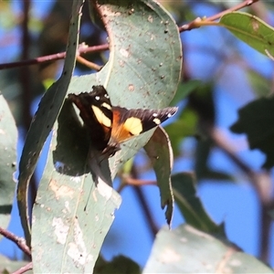 Vanessa itea at Wodonga, VIC - 5 Oct 2024 08:29 AM