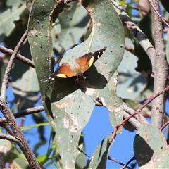 Vanessa itea at Wodonga, VIC - 5 Oct 2024 08:29 AM