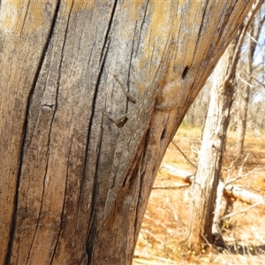 Unidentified Grasshopper (several families) at Gunderbooka, NSW by Christine