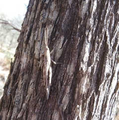 Unidentified Grasshopper (several families) at Gunderbooka, NSW - 17 Sep 2024 by Christine