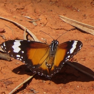 Danaus petilia at Gunderbooka, NSW - 17 Sep 2024