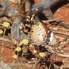 Danaus petilia at Gunderbooka, NSW - 17 Sep 2024 10:52 AM