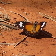 Danaus petilia at Gunderbooka, NSW - 17 Sep 2024 10:52 AM