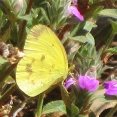 Eurema smilax at Gunderbooka, NSW - 17 Sep 2024 by Christine