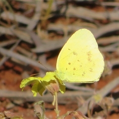 Eurema smilax at Gunderbooka, NSW - 17 Sep 2024 11:45 AM