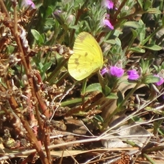 Eurema smilax at Gunderbooka, NSW - 17 Sep 2024 11:45 AM