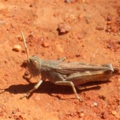 Acrididae sp. (family) (Unidentified Grasshopper) at Gunderbooka, NSW - 17 Sep 2024 by Christine