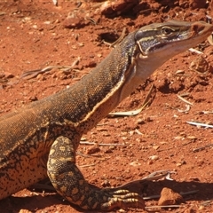 Varanus gouldii at Gunderbooka, NSW - 20 Sep 2024 by Christine