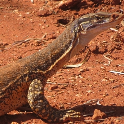 Varanus gouldii at Gunderbooka, NSW - 20 Sep 2024 by Christine