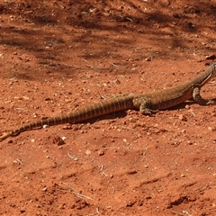 Varanus gouldii at Gunderbooka, NSW - 20 Sep 2024 10:01 AM