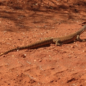 Varanus gouldii at Gunderbooka, NSW - 20 Sep 2024