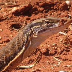 Varanus gouldii at Gunderbooka, NSW - 20 Sep 2024