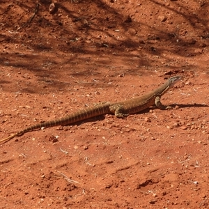 Varanus gouldii at Gunderbooka, NSW - 20 Sep 2024