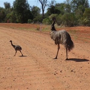 Dromaius novaehollandiae (Emu) at Gunderbooka, NSW by Christine