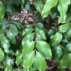 Gossia gonoclada (Angle-stemmed Myrtle) at Tanah Merah, QLD - 14 Aug 2021 by MichaelBedingfield