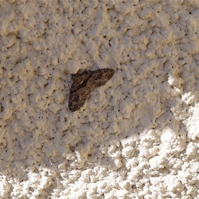 Phrissogonus laticostata (Apple looper moth) at Lyons, ACT - 5 Oct 2024 by ran452