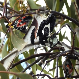 Delias harpalyce at Kambah, ACT - 5 Oct 2024 09:12 AM