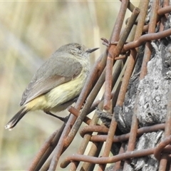 Acanthiza reguloides (Buff-rumped Thornbill) at Kambah, ACT - 4 Oct 2024 by HelenCross