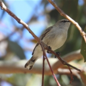 Gerygone fusca at Kambah, ACT - 5 Oct 2024