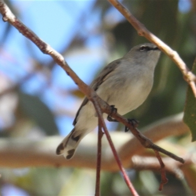 Gerygone fusca (Western Gerygone) at Kambah, ACT - 5 Oct 2024 by HelenCross