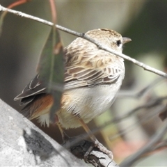 Cincloramphus mathewsi (Rufous Songlark) at Kambah, ACT - 5 Oct 2024 by HelenCross