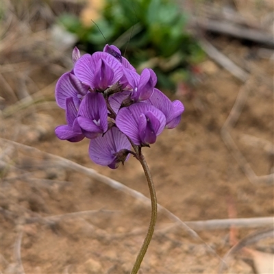 Swainsona monticola at Kambah, ACT - 5 Oct 2024 by HelenCross