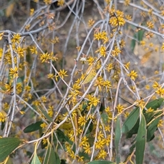 Eucalyptus dives at Kambah, ACT - 5 Oct 2024 by HelenCross