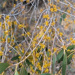 Eucalyptus stellulata at Kambah, ACT - 5 Oct 2024 10:54 AM