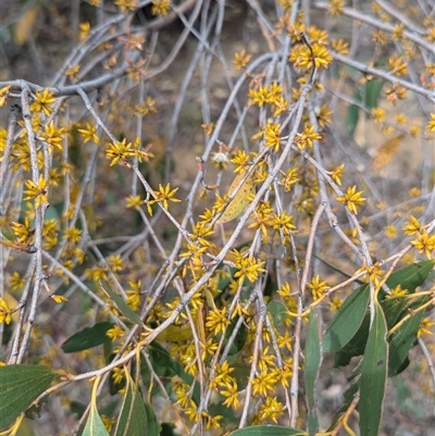 Eucalyptus dives at Kambah, ACT - 5 Oct 2024 by HelenCross