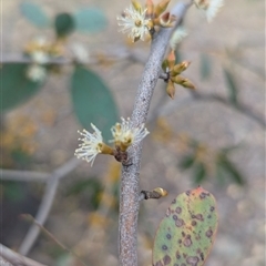 Eucalyptus stellulata at Kambah, ACT - 5 Oct 2024 10:54 AM