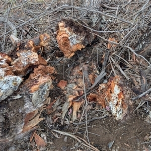 Eucalyptus stellulata at Kambah, ACT - 5 Oct 2024 10:54 AM