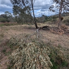 Eucalyptus stellulata at Kambah, ACT - 5 Oct 2024 10:54 AM