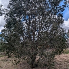 Eucalyptus stellulata at Kambah, ACT - 5 Oct 2024 10:54 AM