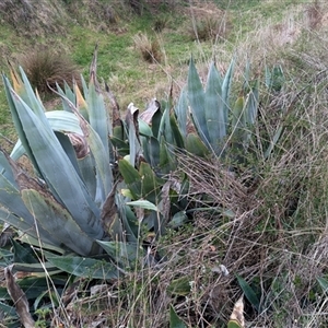 Agave americana at Kambah, ACT - 5 Oct 2024 10:56 AM