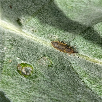 Lixus cardui (Thistle Stem-borer Weevil) at Kambah, ACT - 5 Oct 2024 by HelenCross