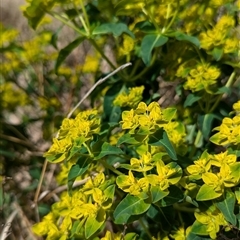 Euphorbia sp. at Kambah, ACT - 5 Oct 2024 by HelenCross