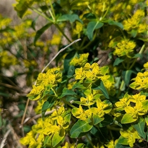 Euphorbia oblongata at Kambah, ACT - 5 Oct 2024