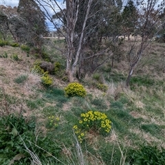 Euphorbia oblongata at Kambah, ACT - 5 Oct 2024