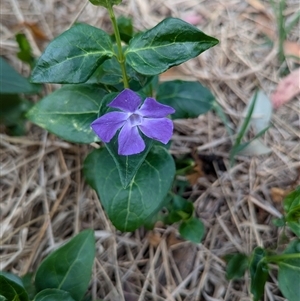 Vinca major at Kambah, ACT - 5 Oct 2024