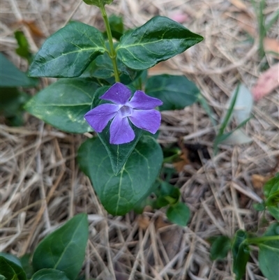 Vinca major (Blue Periwinkle) at Kambah, ACT - 5 Oct 2024 by HelenCross