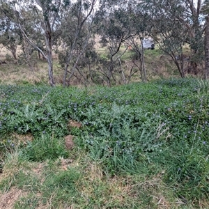 Vinca major at Kambah, ACT - 5 Oct 2024