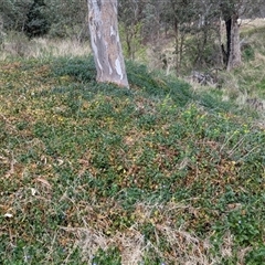 Vinca major at Kambah, ACT - 5 Oct 2024 11:29 AM