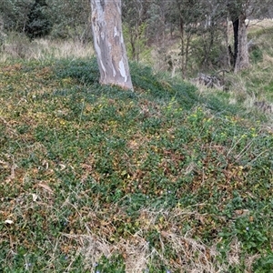 Vinca major at Kambah, ACT - 5 Oct 2024 11:29 AM