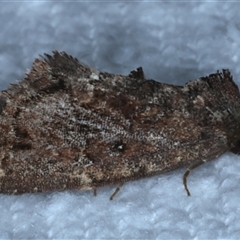 Elusa semipecten (Variable Armyworm) at Bulli, NSW - 4 Oct 2024 by jb2602