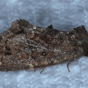 Elusa semipecten at Bulli, NSW - 4 Oct 2024